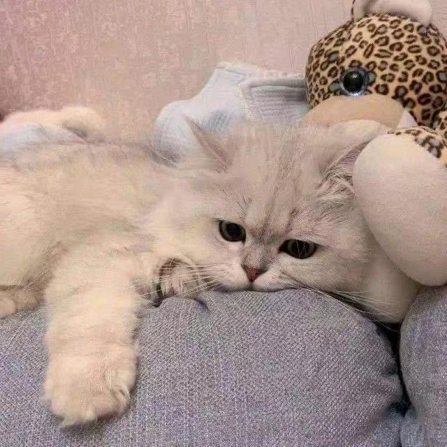 🌈🌈🌈🌈冉柯