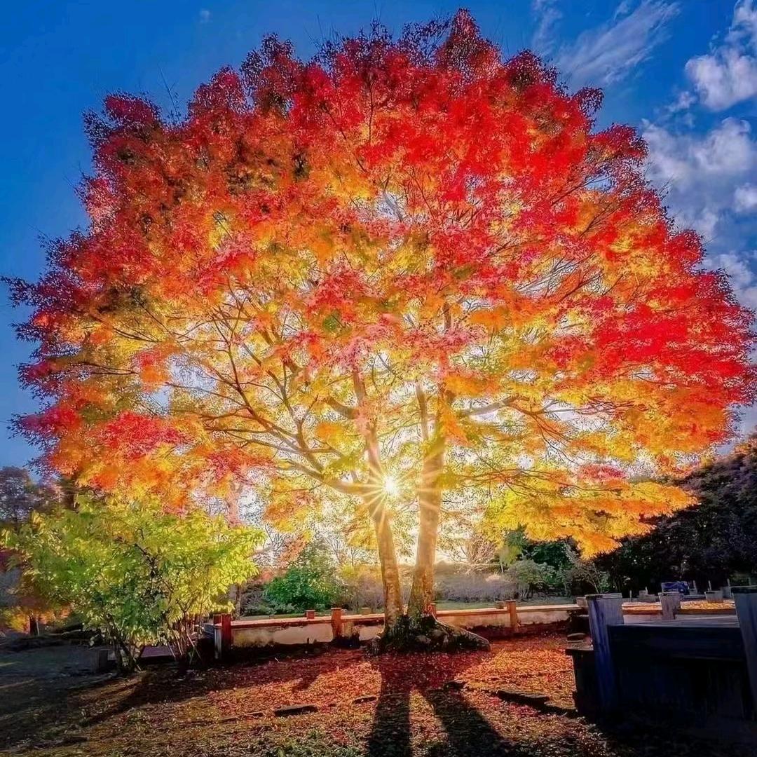 天津市蓟州区立顺苗圃