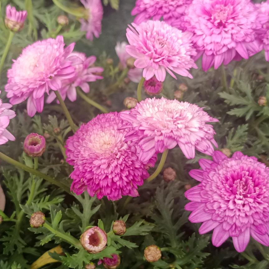 🌸🌸小梅🍀🍀