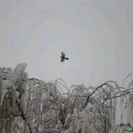佰溪园花茶养生堂