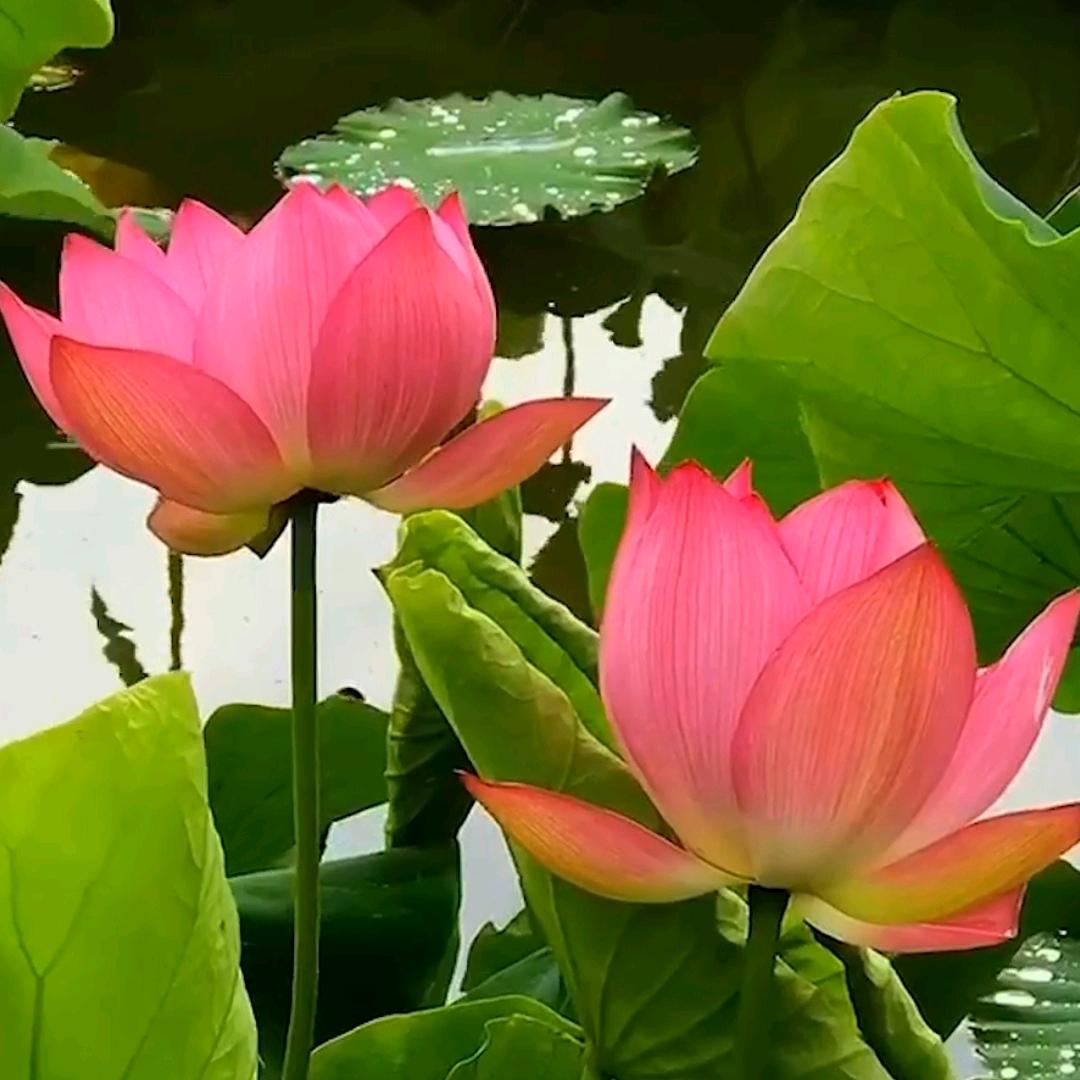 芋我有缘