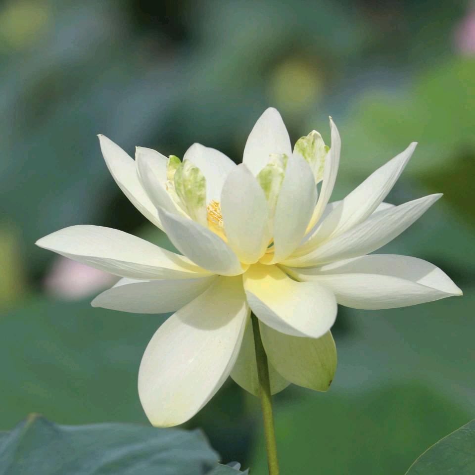 畅