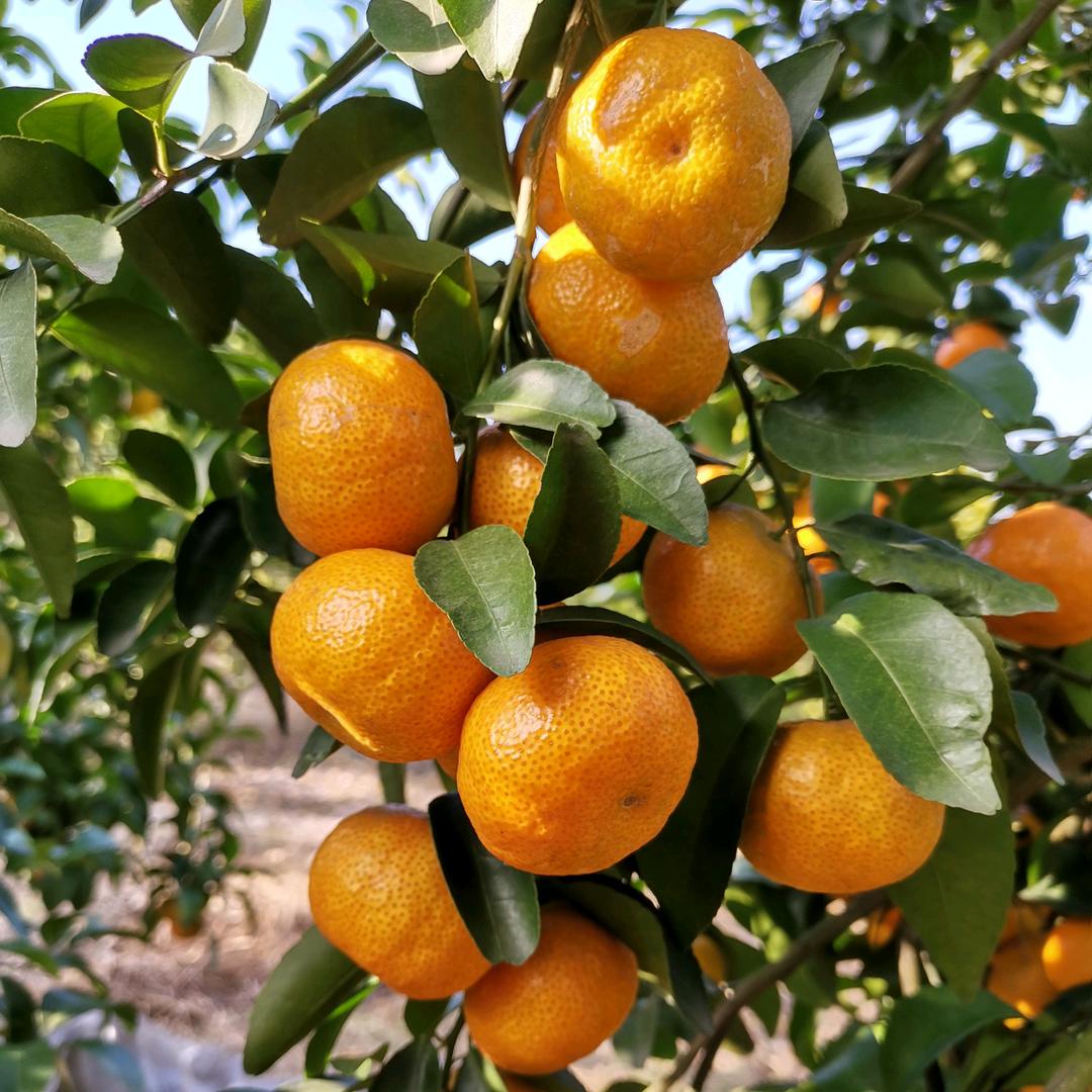 阿杰