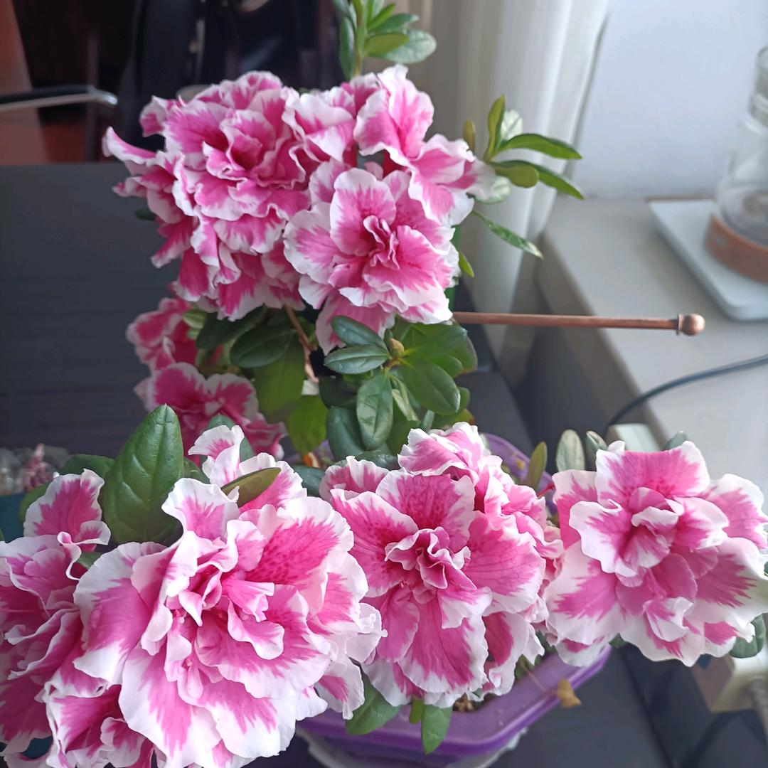 天边草原（蒙E）