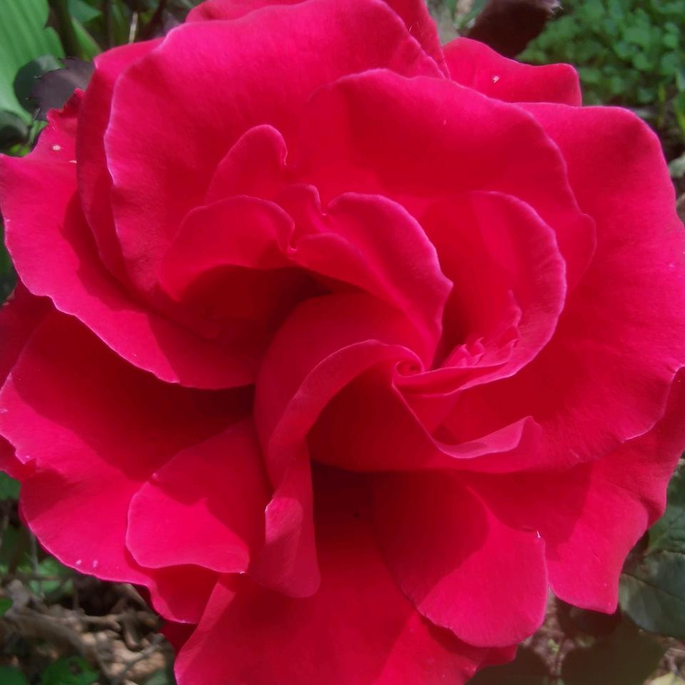 珍姐，六八年七月的🐒幸福像花朵🌹🌹