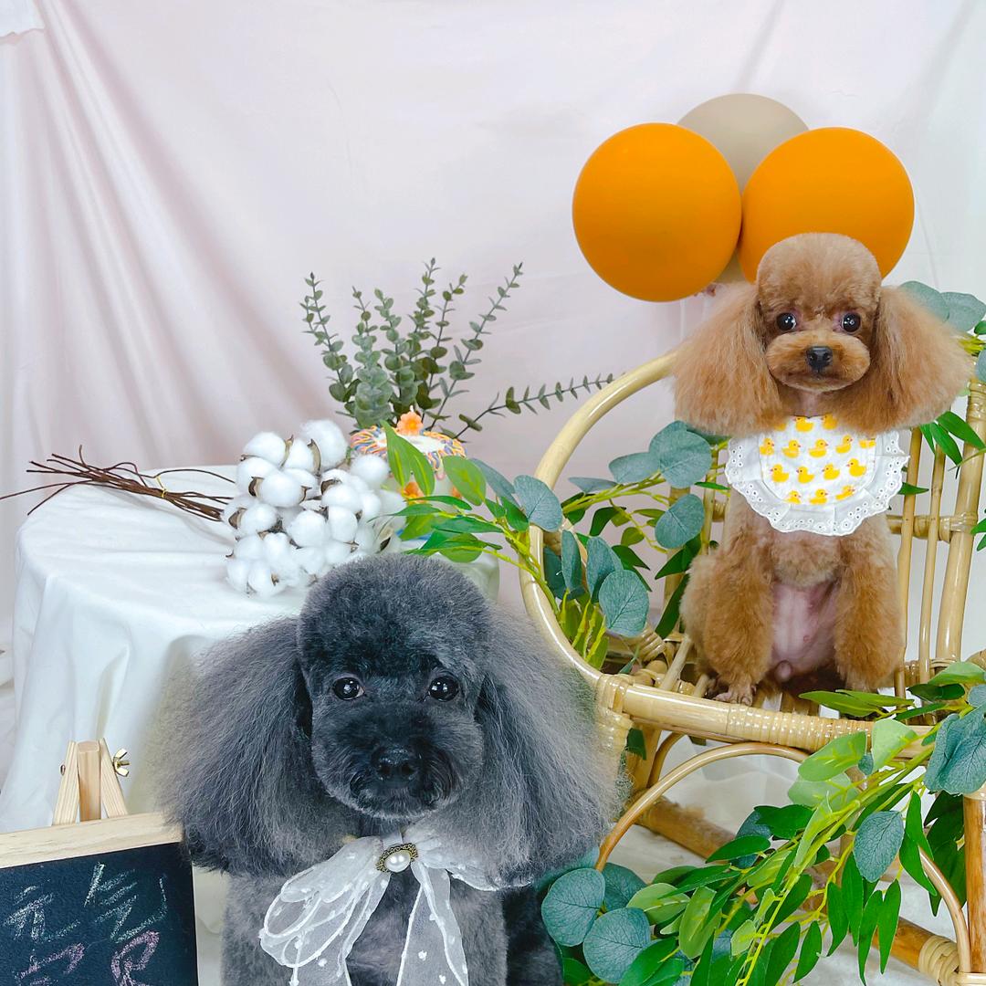 曦望萌宠可爱日记