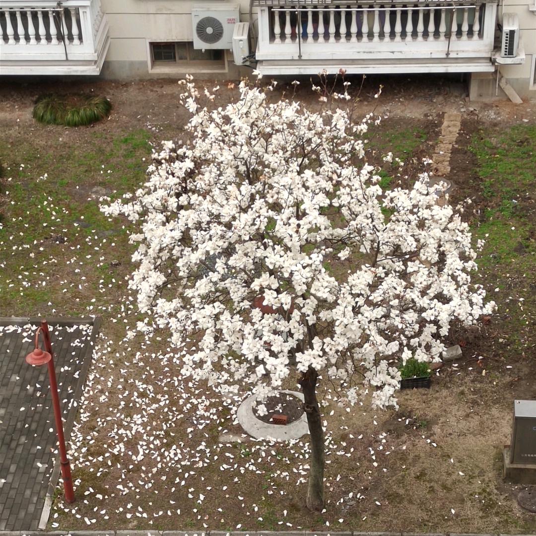 回忆      未来是明天