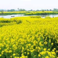 阿香婆