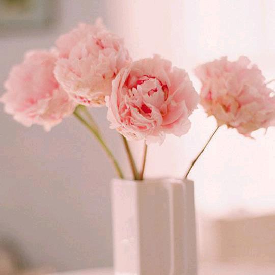 安然的微笑🌸🌸