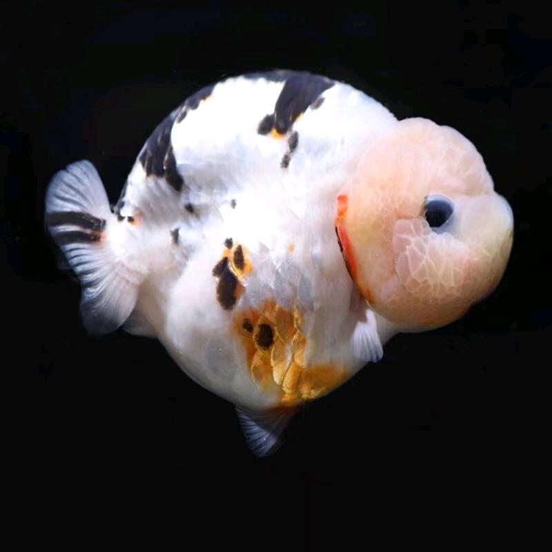 燕燕的小小水族馆