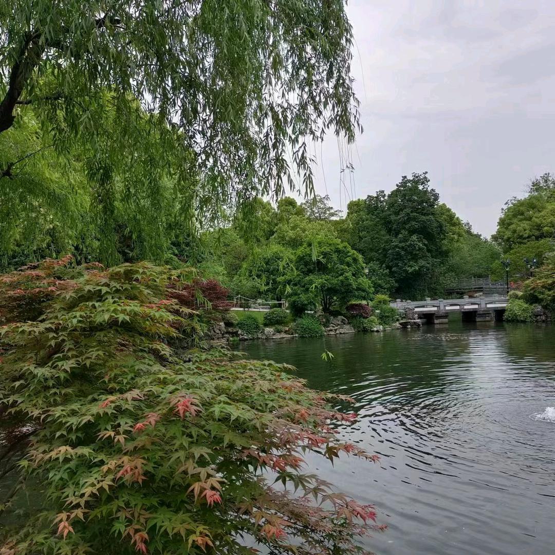 华立☘️🌴