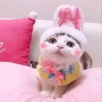 猫咪💥豪🍇✨豪🔥