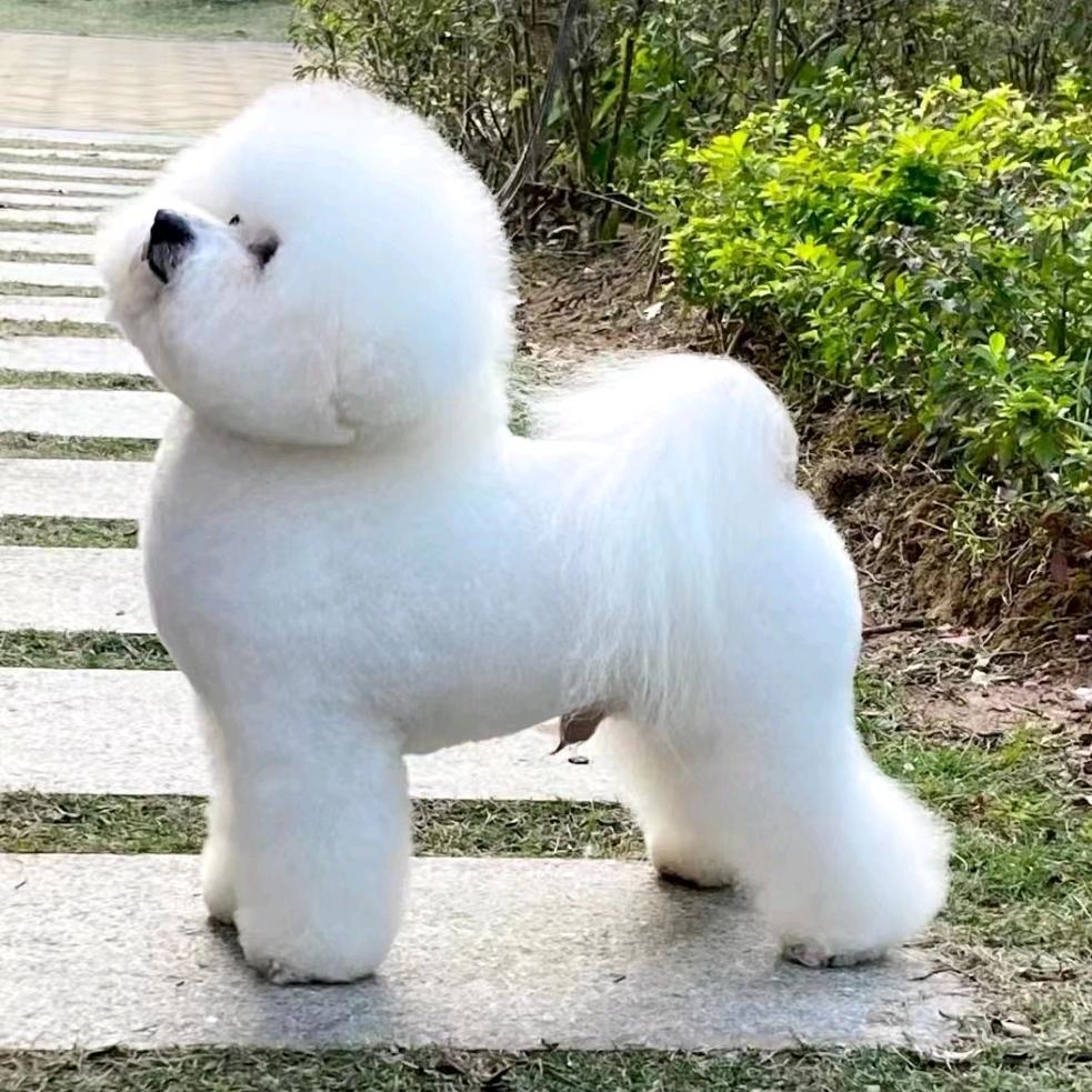 超萌犬舍