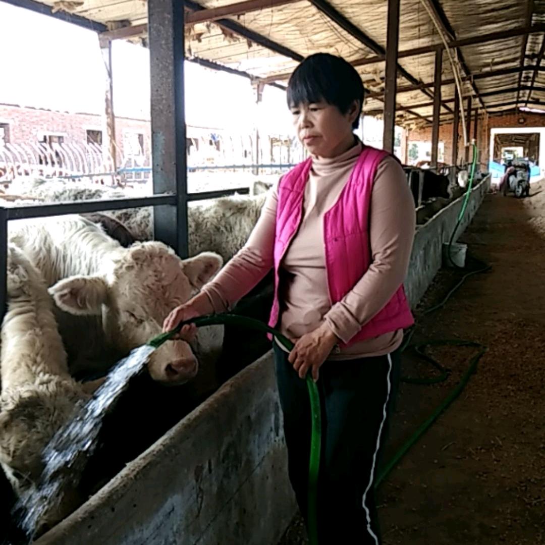 优质牛犊 诚信经营