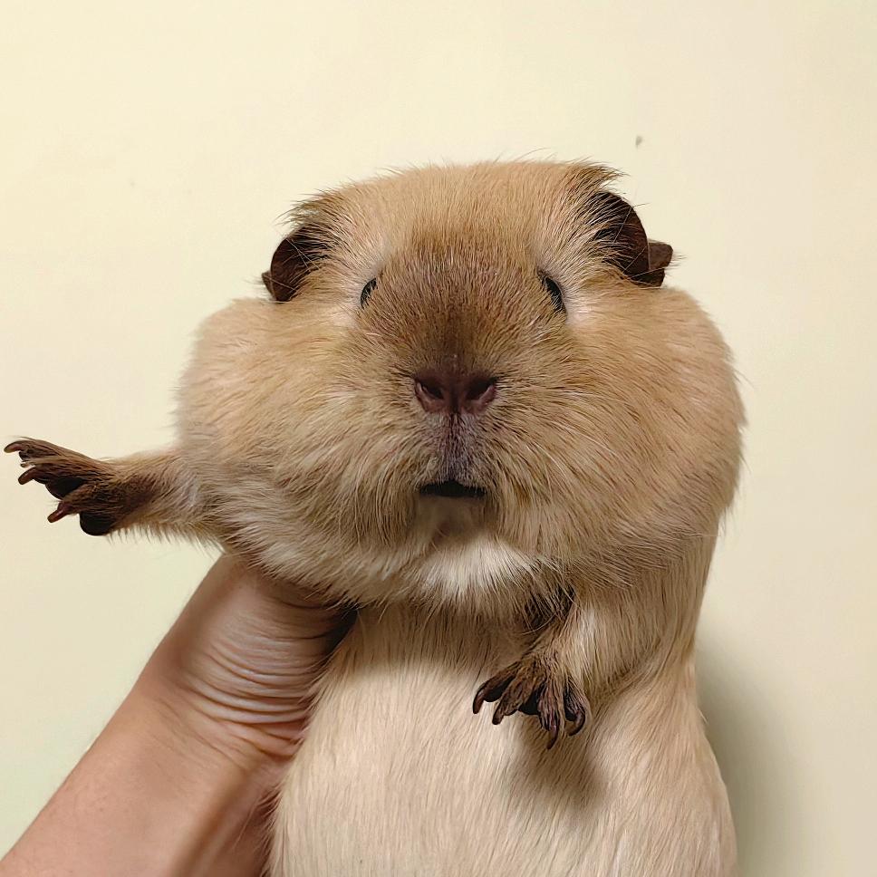 豚鼠大boss@抖音