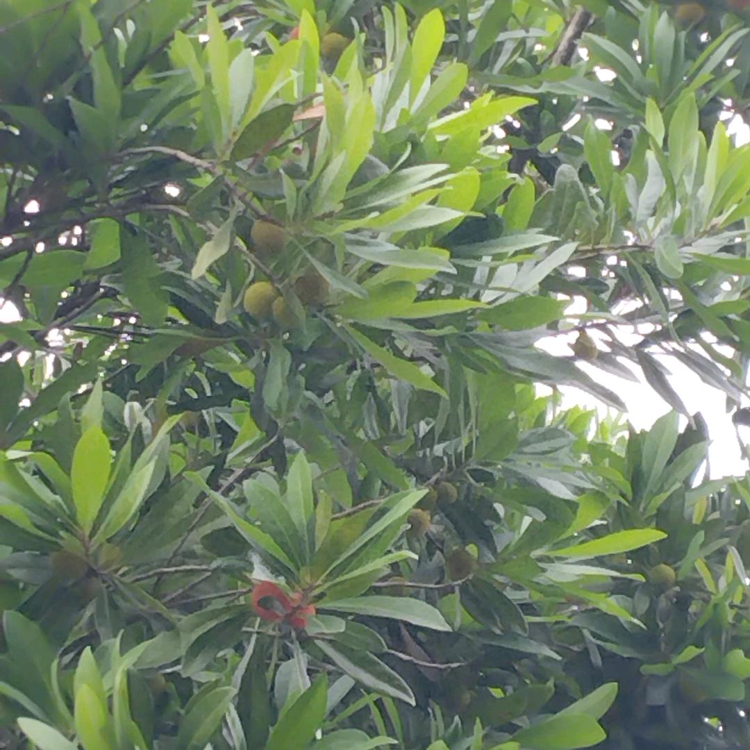 乡村振兴平萍
