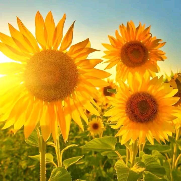 幸福一辈子红姐