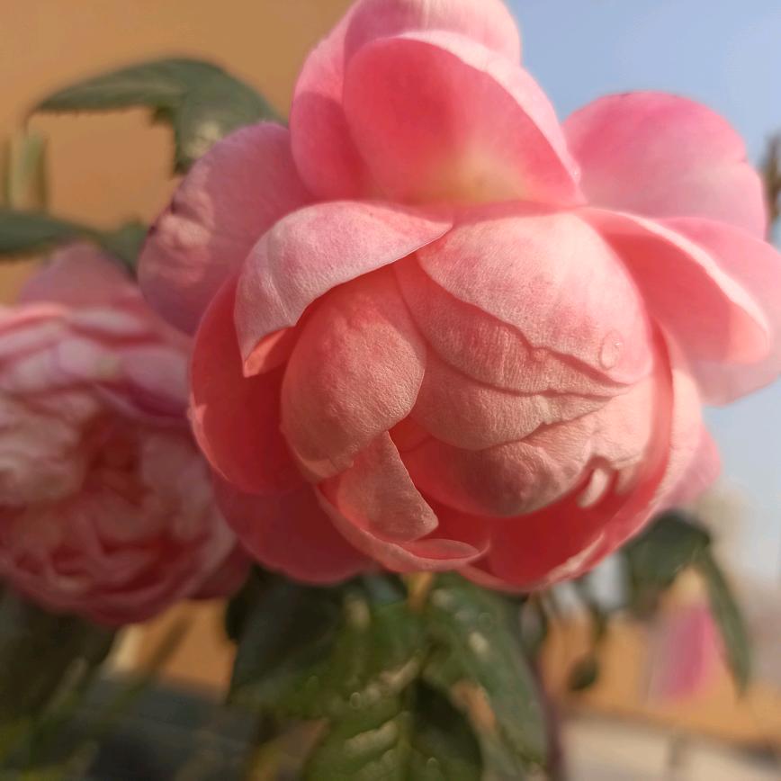 寒风烟月