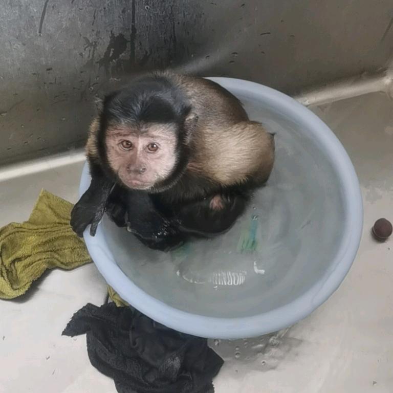 是凯撒妈呀
