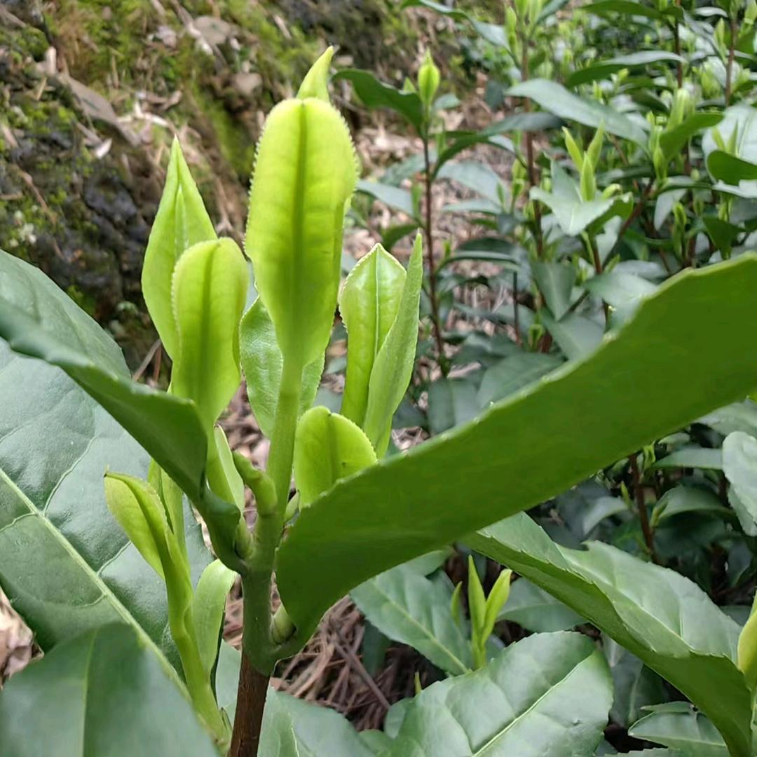 老何的茶