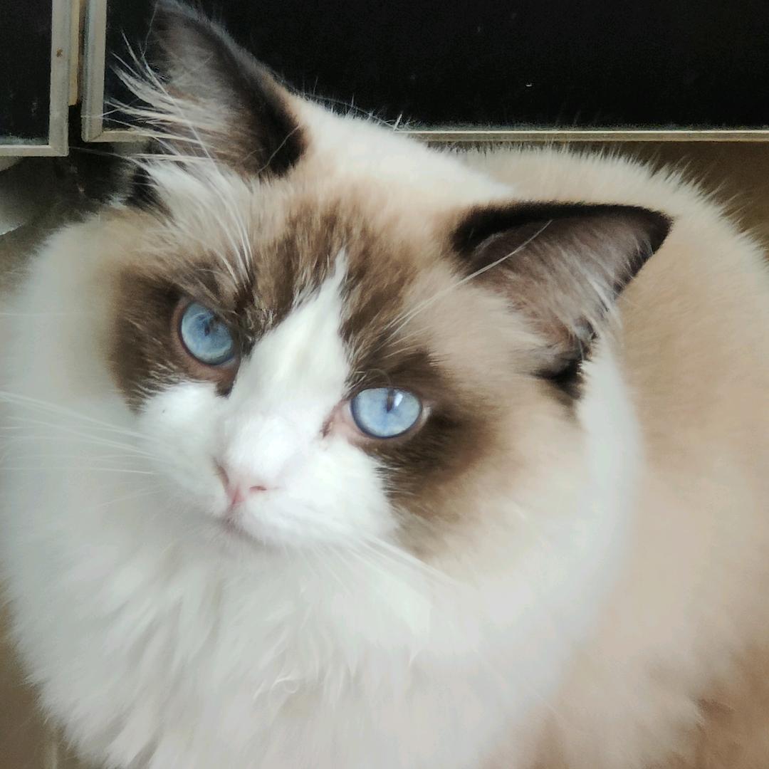 爱吃柠檬🍋🍋🍋