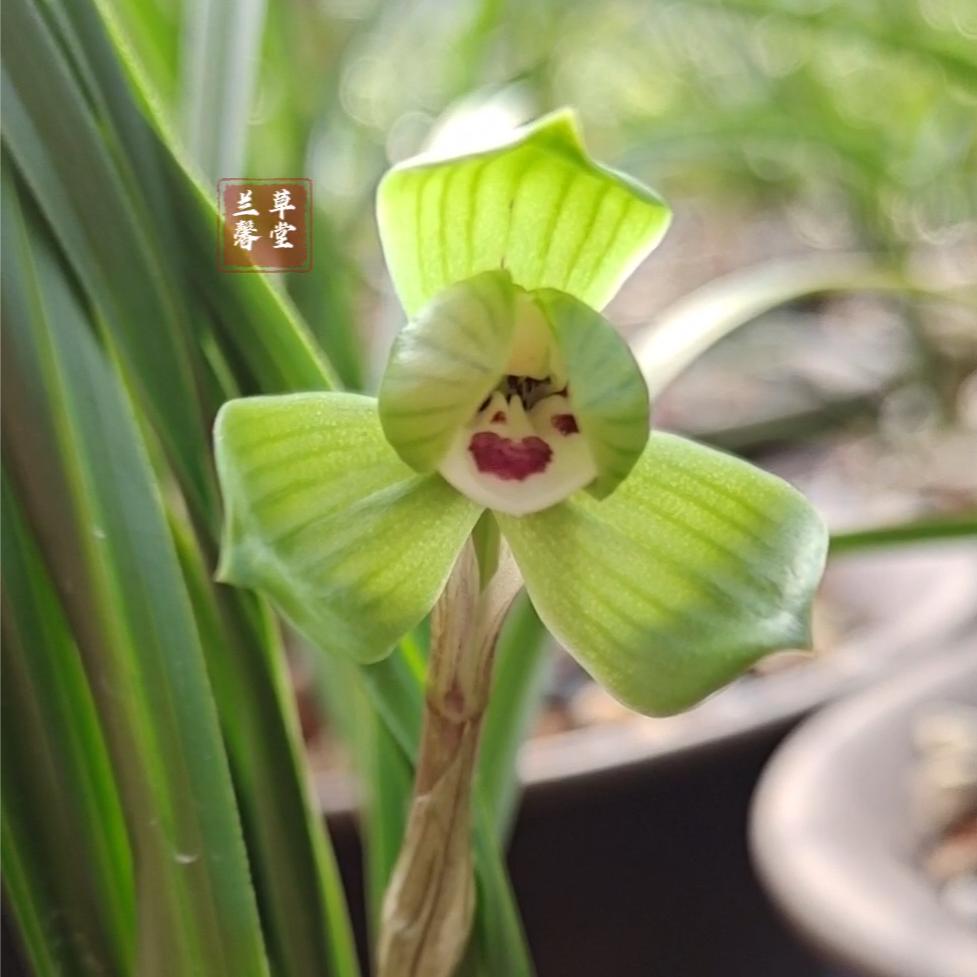 兰馨草堂
