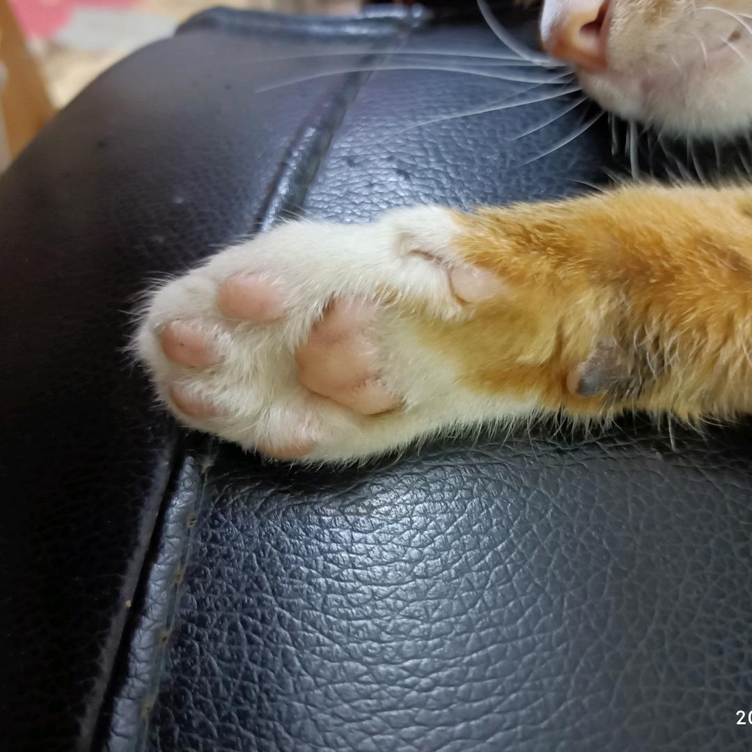 颗粒藕