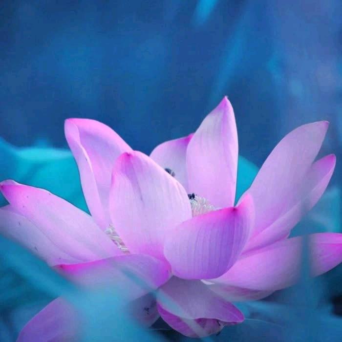 @心如止水