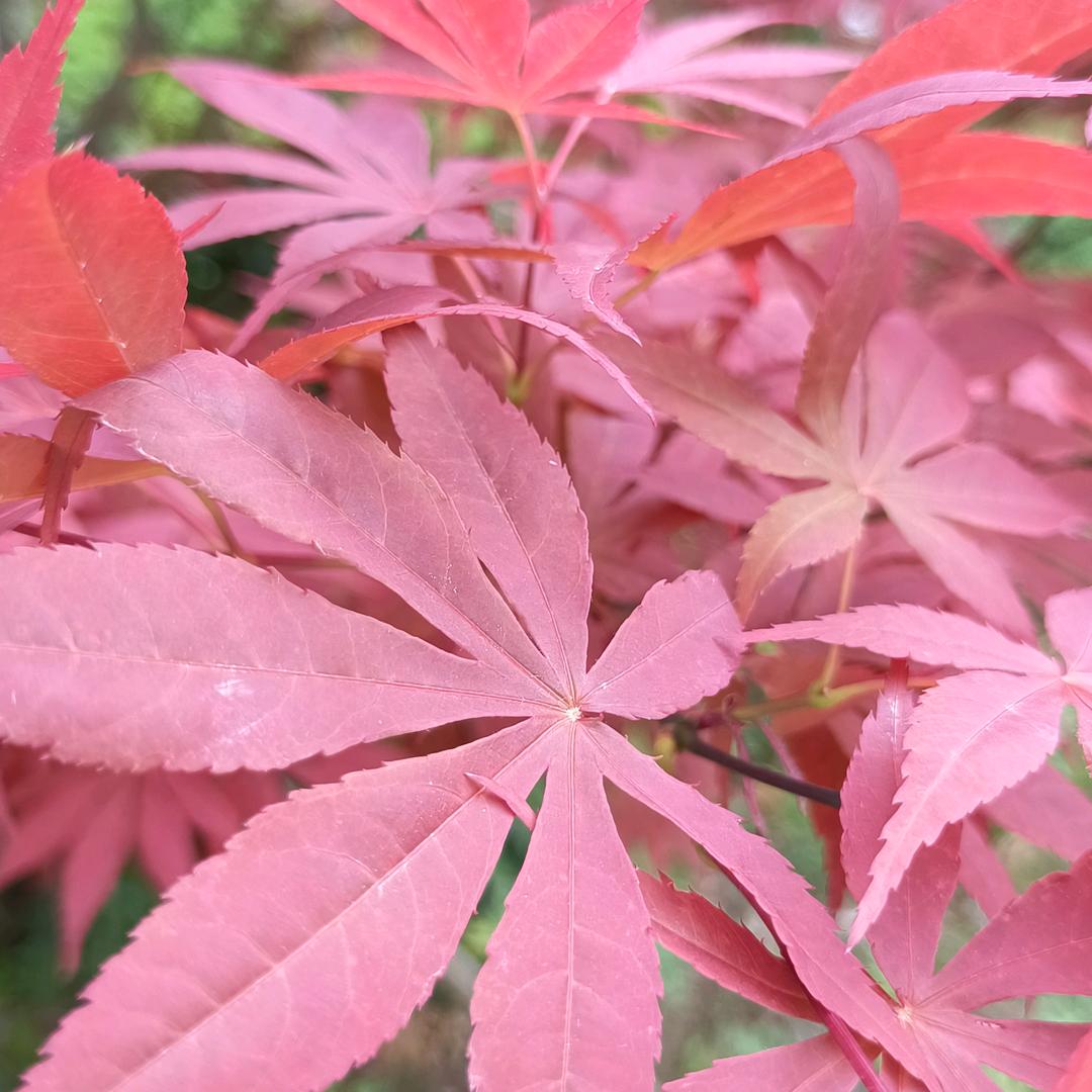 黑玫瑰