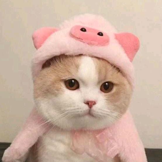 苏染晴
