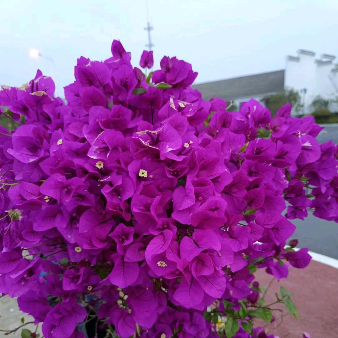 ღ᭄ꦿ習慣ღﻬ侑伱࿐᭄ღ