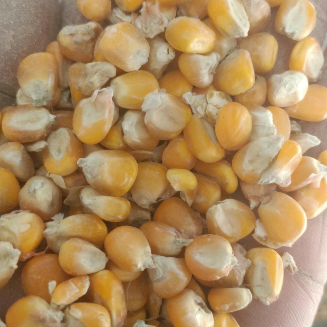 粮食购销(小麦，玉米)，