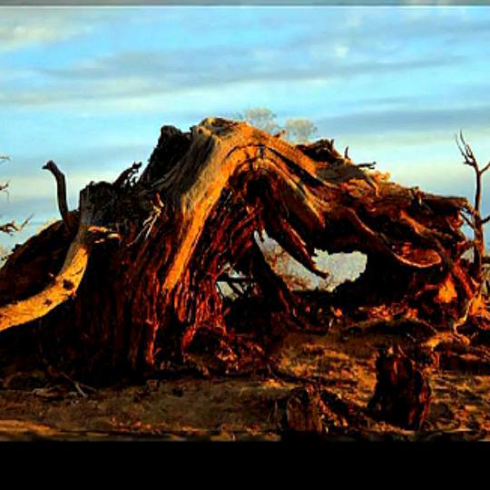 塔克拉玛干沙漠之子