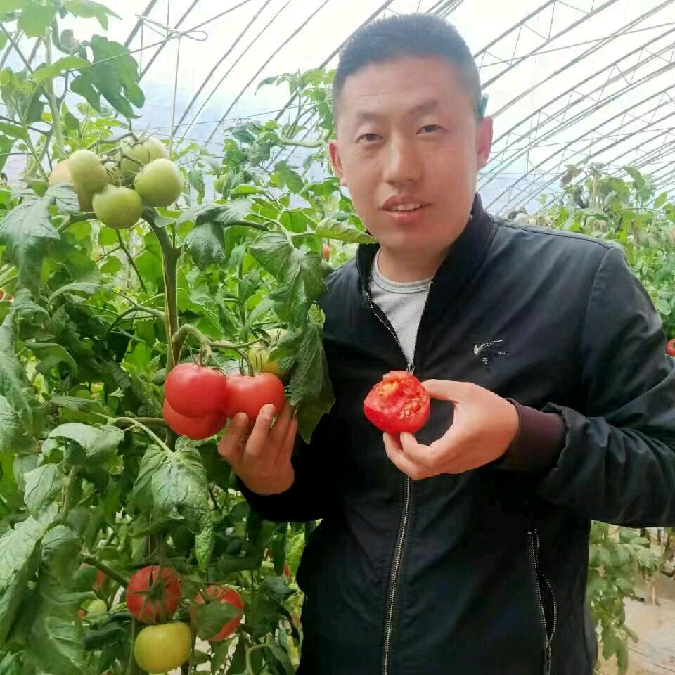 明明老品种洋柿子
