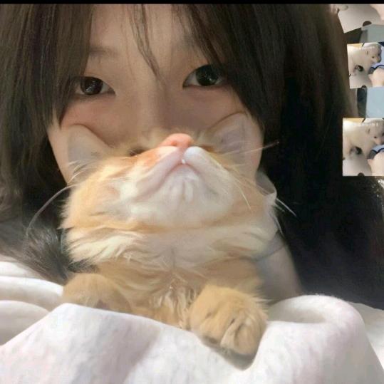卿卿猫