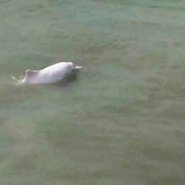 小🐬儿