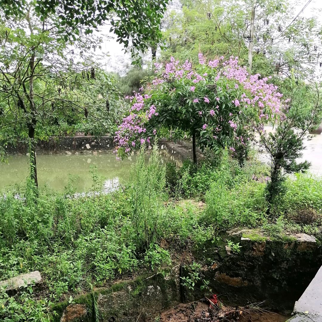 蔡彩虹