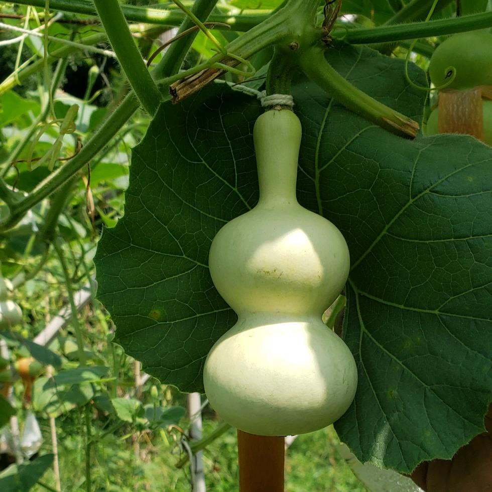 葫芦老李888
