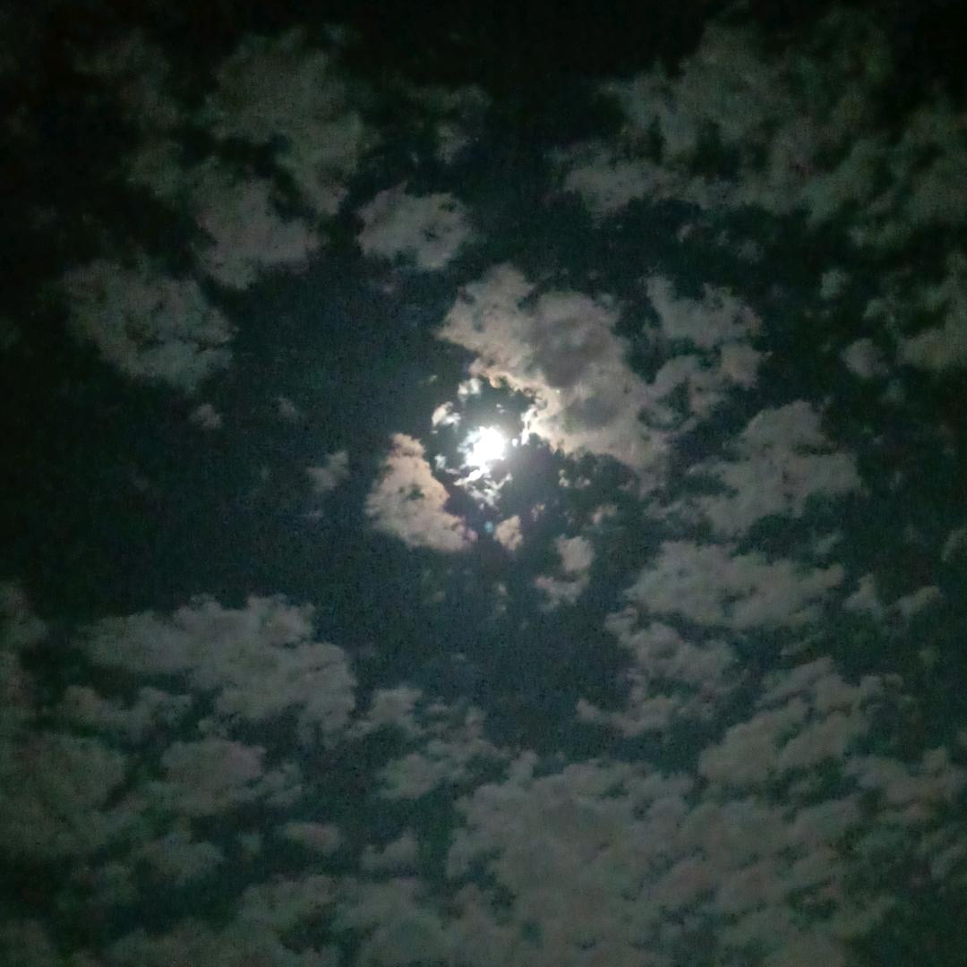 卜囘魜笙卜辷樣領圄