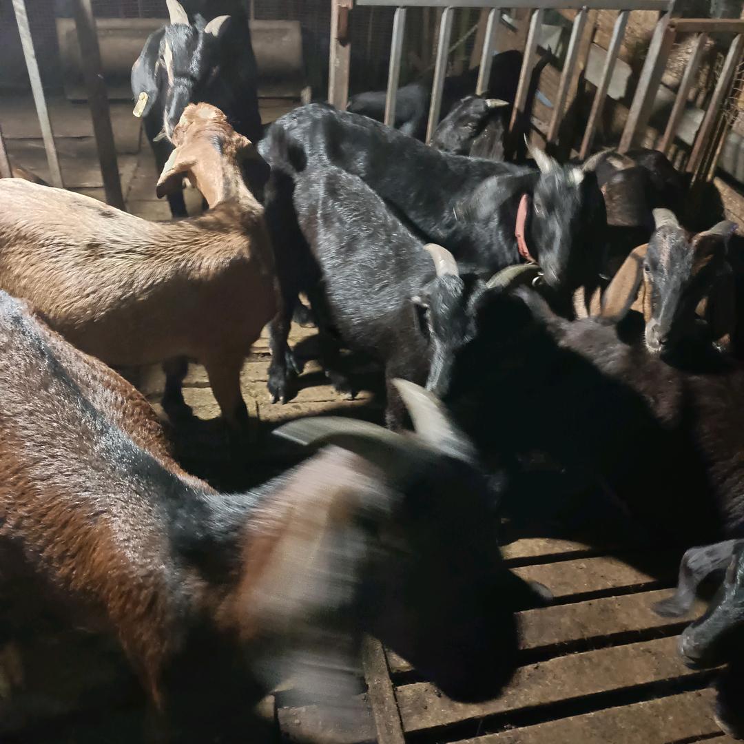 郭氏黑山羊养殖农场