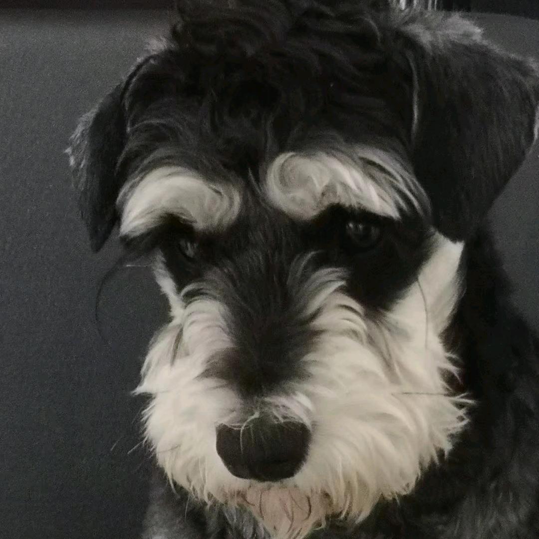 爱上～“皮卷团”～