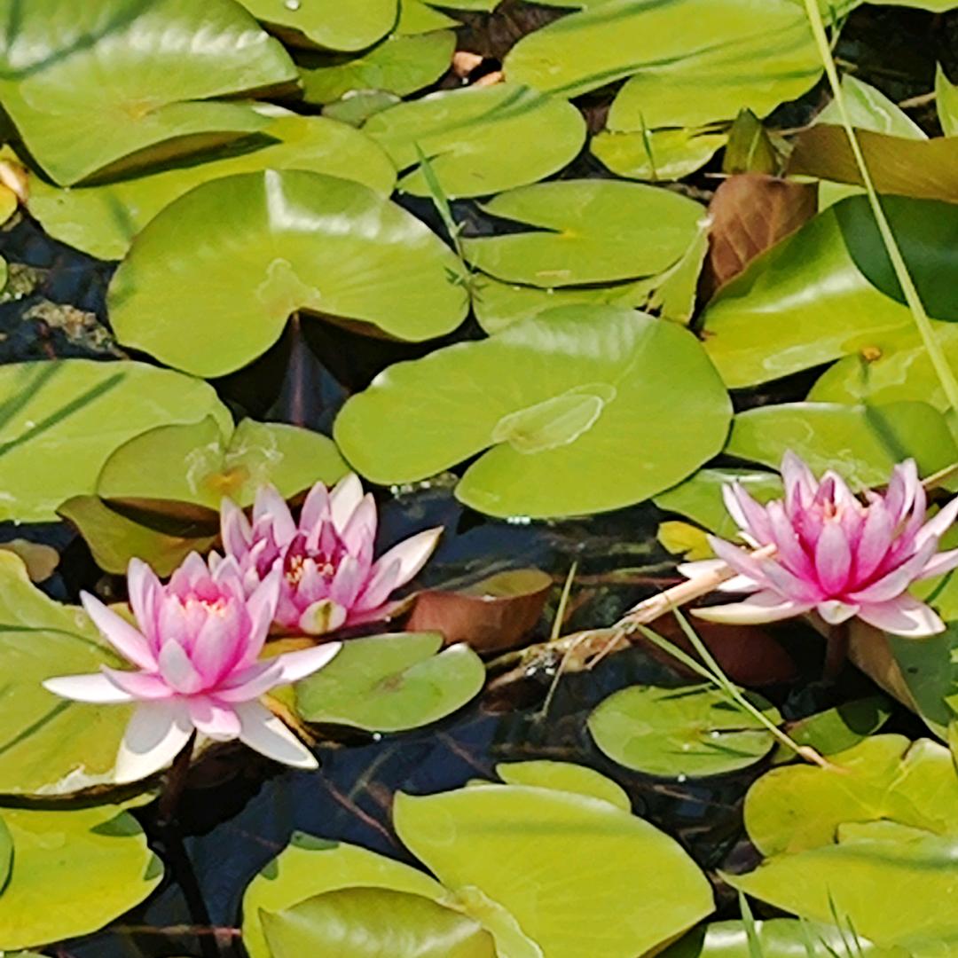 用户小羊驼