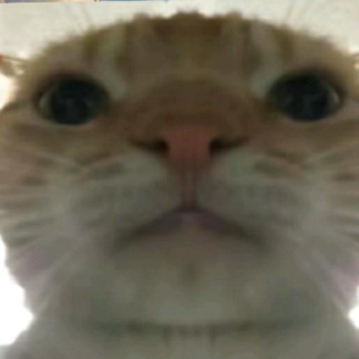 超级牛逼的小猫