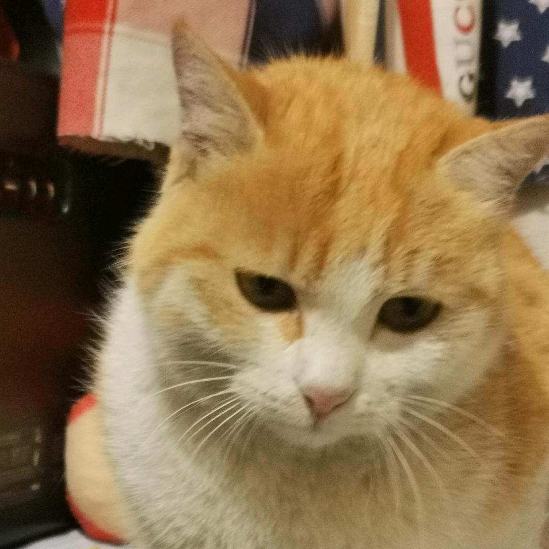 大猫和团子