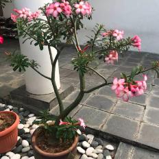 沙漠蓝玫瑰