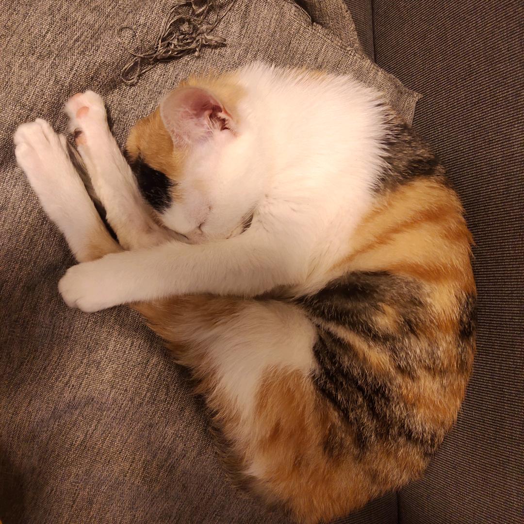 一屉包子刚出笼yu