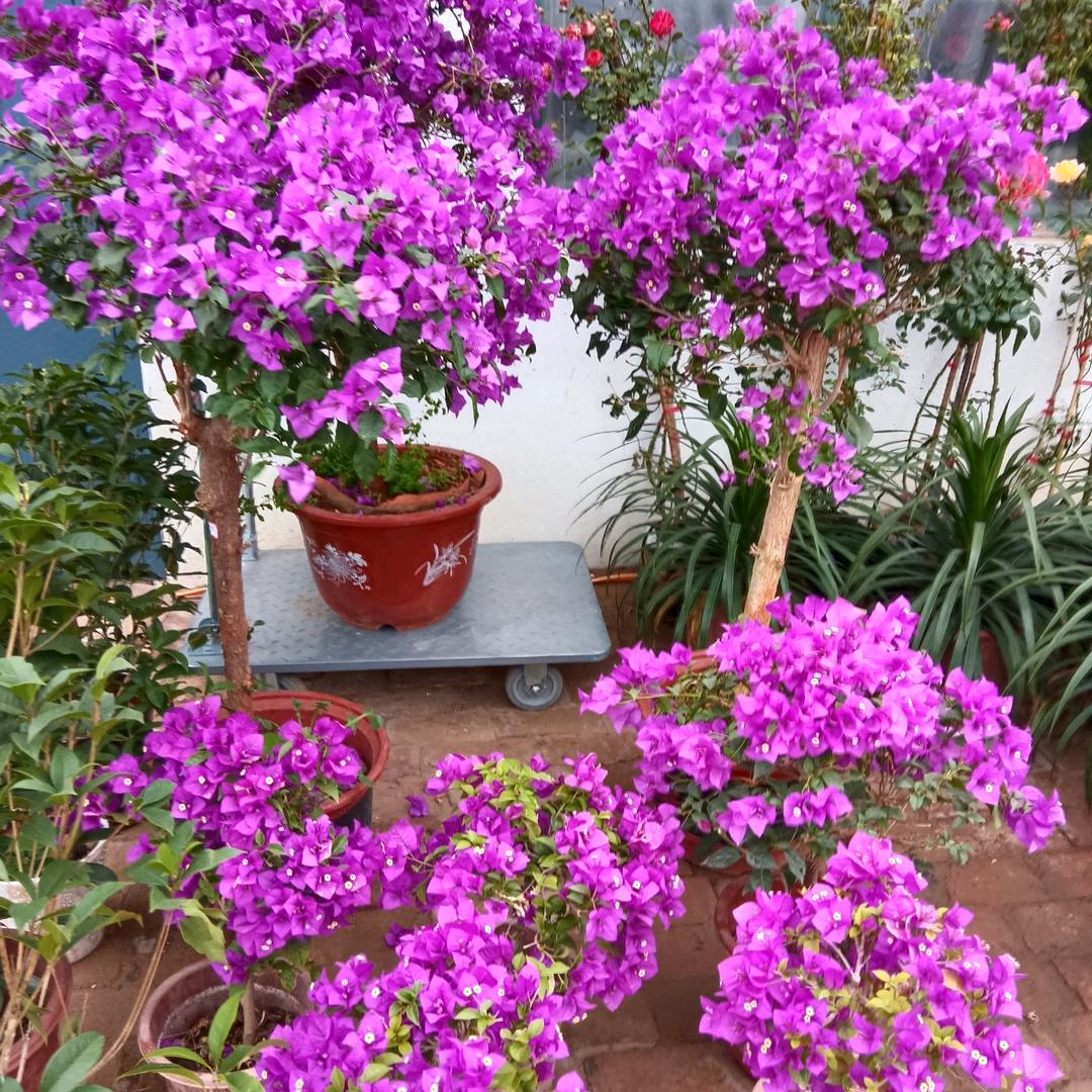 隆尧县北潘庄花艺苑花卉