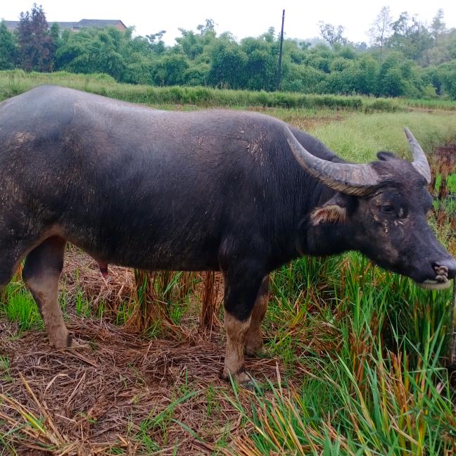 @君哥常年收购大小水牛、黄牛，马儿、驴子