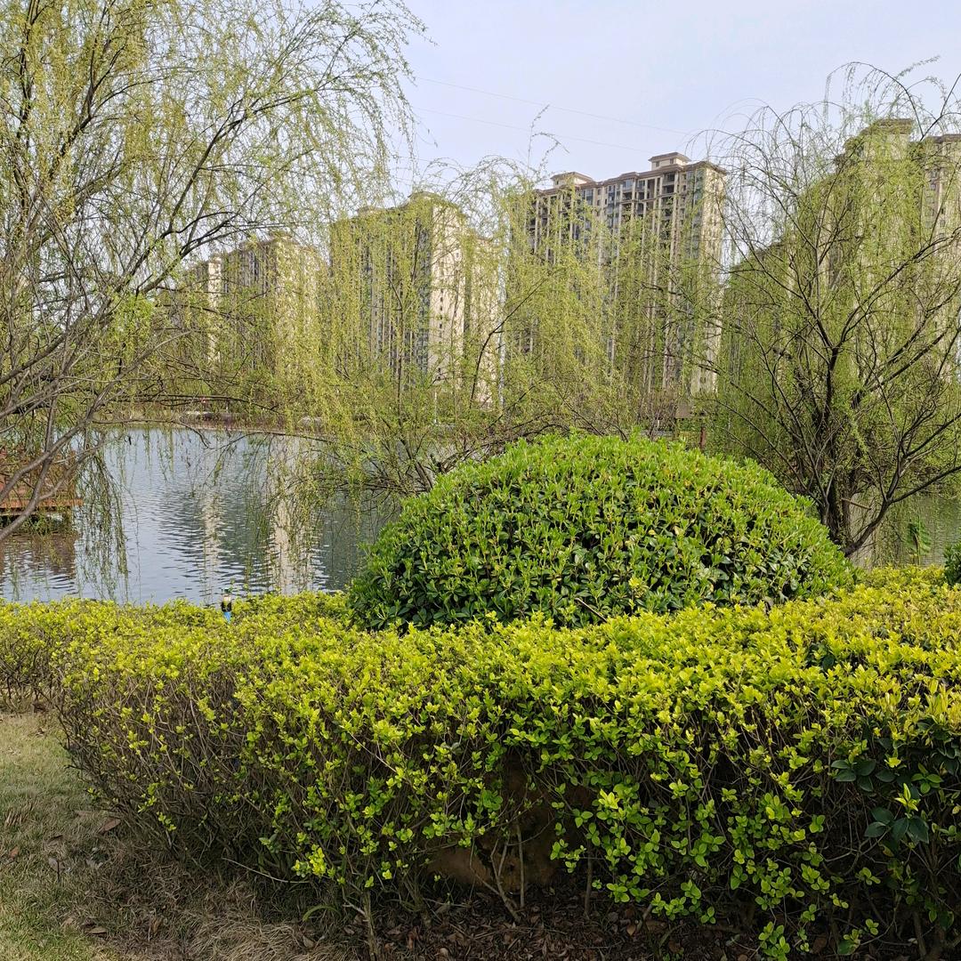 用户1524036544913凤