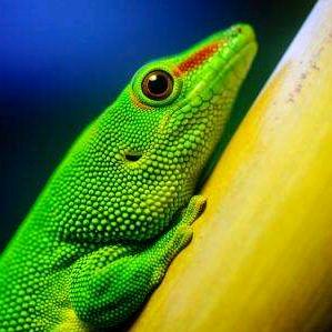 月下赏柳 🌳🐘